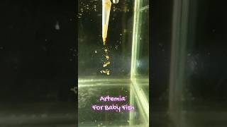 Best Artemia Hatching method for Baby Fish Fry 😍😍 [upl. by Nyledaj]