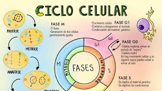 Explicacion del Ciclo Celular los Cromosomas y la Mitosis [upl. by Radferd792]