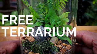 How to make a Terrarium for free  Build a terrarium without spending any money [upl. by Cohby]