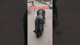 NEW German shepher double coat puppy available ❤️pets ytshortsdhanbad [upl. by Averil]