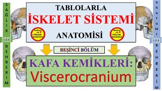 5İskelet Sistemi Anatomisi Kafa Kemikleri Viscerocranium Yüz İskeleti Kemikleri Norma Lateralis [upl. by Zildjian]