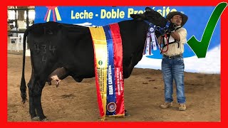 🔴 Vacas Lecheras GUZOLANDA 4344 ↗ CAMPEONA Vacas Lecheras y Carnicas [upl. by Airal]