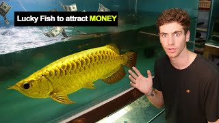 Lucky fish for home amp Business  Attract  Money luck according to Fengshui [upl. by Htebilil381]