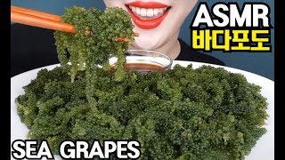 ASMR SEA GRAPES CRUNCHY NO TALKING MUKBANG 톡톡터지는 바다포도 리얼사운드먹방 [upl. by Attenna887]