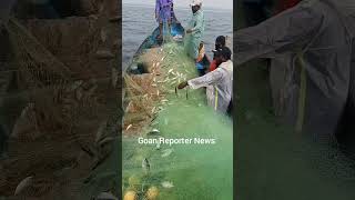 Goan Reporter Bumper catch of Mackerel Fish Bangdo near Baga beach for Anthony amp his Team [upl. by Miche]