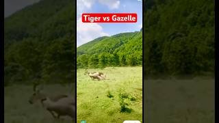 Tiger vs Gazelle Tazama vita kali ya swala na Chui🔥shorts subscribe [upl. by Ymmot]