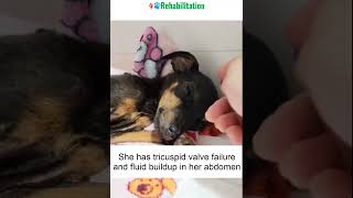 Abandoned Puppy With Breathing Trouble And A Swollen Belly 4pawsrehabilitation rescue rescuedand [upl. by Amehr]