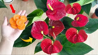 Just a few slices of carrot It instantly makes Anthurium bloom instantly  Natural Fertilizer [upl. by Ecnerual]