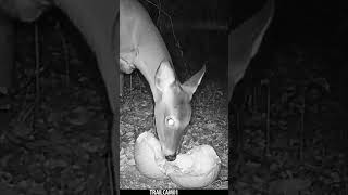 Deer chows down on a festive Halloween Pumpkin Treat wildlife trailcam halloween whitetaildeer [upl. by Eniamirt]