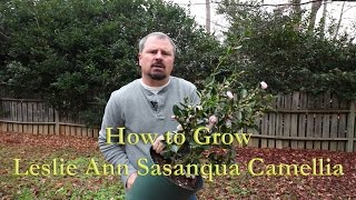 How to grow Leslie Ann Sasanqua Camellia with a detailed description [upl. by Mw903]