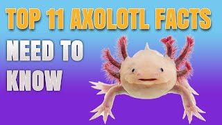 11 Axolotl Facts You Need To Know  AMAZING UNKNOWN AXOLOTL SECRETS REVEALED [upl. by Nawek228]