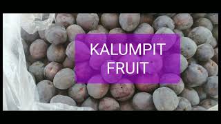 KALUMPIT FRUITkalumpitfruitSANIEShine [upl. by Latoye]