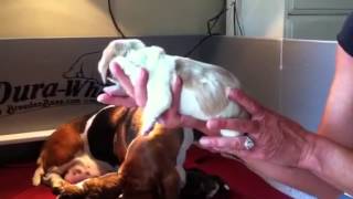 Bellas newborn basset hound pups [upl. by Arec634]