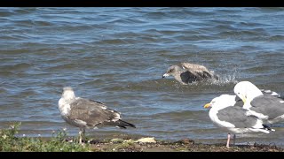 Splish Splash Gulls Are Takin a Bath [upl. by Chucho]