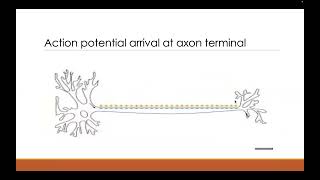 NMJ Excitation Contraction and Coupling [upl. by Baoj]