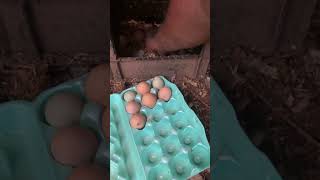 In Business yardmanstyle trending egg colors fypシ゚viral farming home harveharvesting ting [upl. by Liscomb]