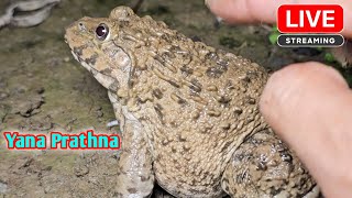 Catching frog funny  boing boing catching froggy make fun🐸 [upl. by Nodarb]