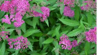 Multiply your Spirea with Hardwood Cuttings [upl. by Nile]