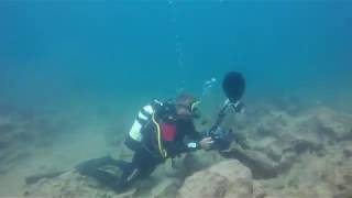 Catching a Labidochromis caeruleus in its natural hapitat at Mbowe Island in Lake Malawi [upl. by Barker267]