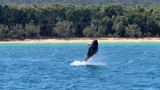 Whales Tangalooma Moreton Island [upl. by Shore]