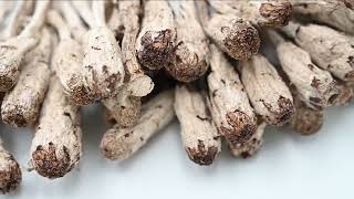 Coprinus comatus as pure organic Vital Mushroom [upl. by Mcgaw]