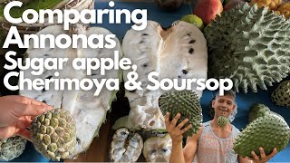 Comparing Annonas  Sugar apple Cherimoya Soursop  Similarities amp Differences between the Annonas [upl. by Dailey]