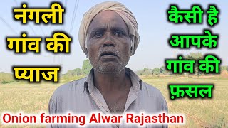 नंगली गांव की प्याज की फसल अलवर राजस्थान Onion Farming Alwar Rajasthan India Pyaj ki Kheti Alwar [upl. by Attenehs]