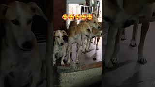 🐶🐕shortsfeed viralshort subscribe shortsfeed shortsviral [upl. by Eniamrej]