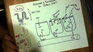 DIGESTIVO Absorcion de Sodio [upl. by Mayrim479]