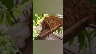 Wooden Trivet Tray Bird feeder [upl. by Blood]