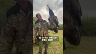 Bearded Vulture  The Bone Eating Bird 🦅🦴 [upl. by Nygem923]