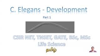 C elegans Development Part 1 CSIR NET TNSET GATE Life Science BSc MSc Biology [upl. by Ella196]