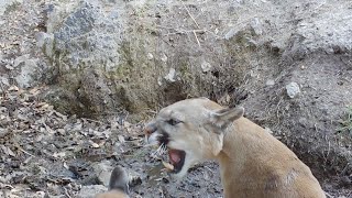 Mountain lions Mating [upl. by Janiuszck]