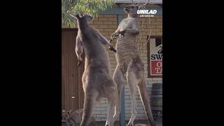 I think Australian wildlife is a NO from me 😯 fighting viralvideo [upl. by Redd]