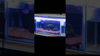 settingan channa andrao set up tank aquarium andrao channafish aquascape [upl. by Rainah]