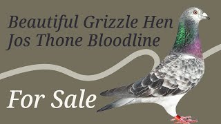 Worlds Most Favourite Grizzle Racing Pigeon For Sale In Excelsior Pigeons Auction [upl. by Kalk]