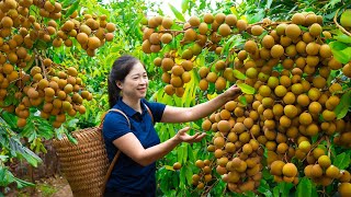 Harvesting Logan amp Goes To Market Sell  Gardening And Cooking  Lý Tiểu Vân [upl. by Joya]