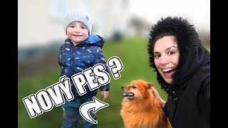 MÁME NOVÉHO PEJSKA🐕 ZIMA V IRSKU🍀FRAKFURTSKÁ POLÉVKA🍲 [upl. by Eloisa]