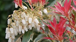 COMMENT BIEN PLANTER UNE ANDROMÈDE DU JAPON Pieris [upl. by Hutchinson]