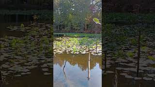 Flowerless lily pads in Fall shortsvideo pondlife heronperch23 [upl. by Nnaerb736]