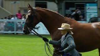 RDS Dublin Horse Show Hunter Broodmare Championships 2015 [upl. by Ahseined]