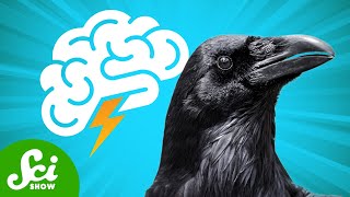 How Smart Are Crows Actually [upl. by Harden167]