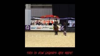 OMG HarlowLunaWhite equestrianism horse HOYS [upl. by Relyk]