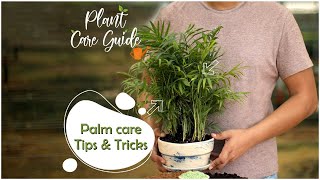 Palm Plant Care Tips amp How to Grow Healthy Bushy Palms  Plant Care Guide [upl. by Cahn90]