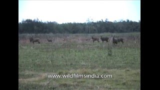 Group of hog deer running in the fields of Kaziranga [upl. by Nehepts220]