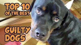 THE TOP 10 GUILTIEST GUILTY DOGS OF ALL TIME [upl. by Trinia]