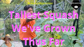 Tallest Squash Weve Grown Thus Far  catshobbycorner [upl. by Bohs97]