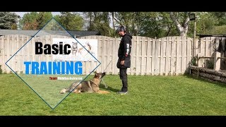 Orso vom Eisernen Kreuz  Obedience Training [upl. by Ludovick]