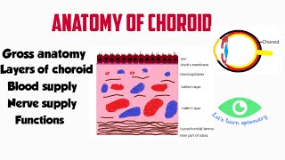 Anatomy of choroid  Choroidal layers [upl. by Geffner]