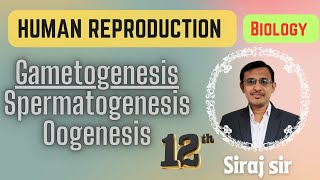 Gametogenesis Class 12Spermatogenesis and Oogenesis Class 12Human reproduction [upl. by Vitalis]